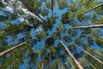Quién es Timberland, la gigante que compró hectáreas de bosques a Arauco